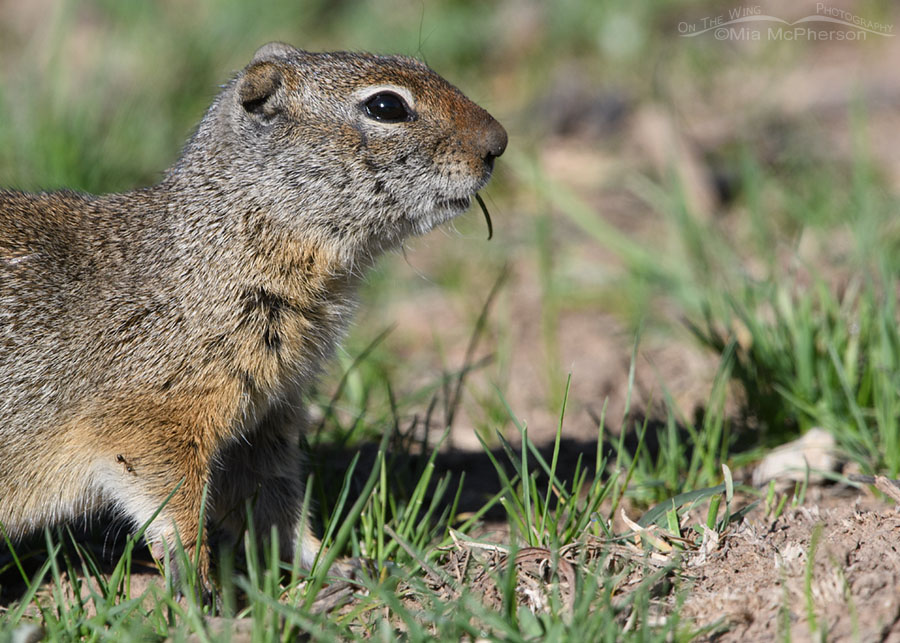 Uinta Ground Squirrel plus an ant, Wasatch Mountains, Summit County, Utah
