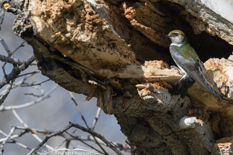 Female Violet-green Swallow at a nesting cavity, West Desert, Tooele County, Utah