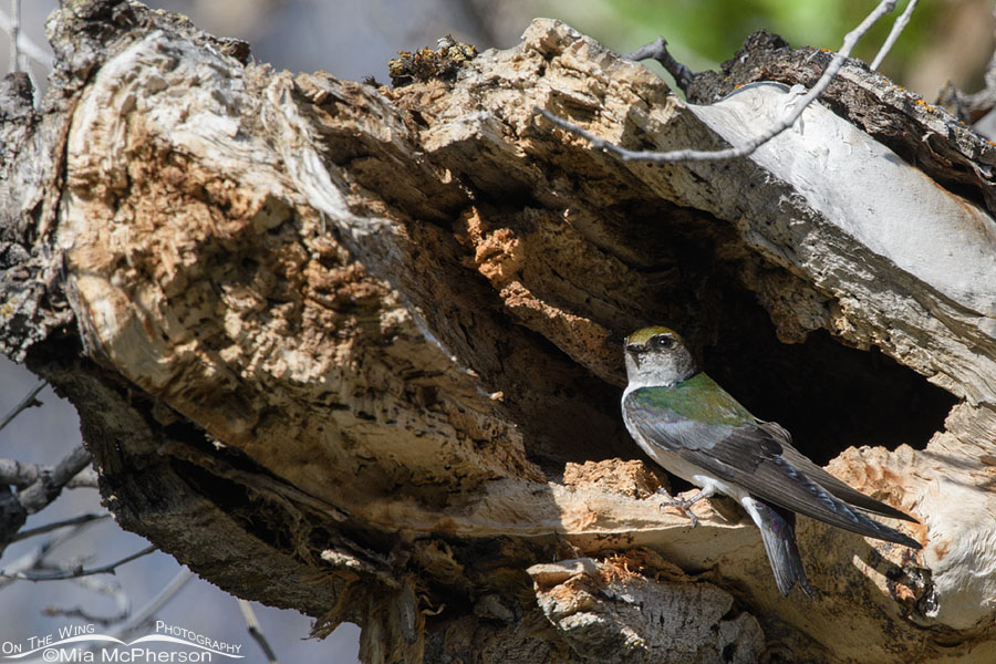Female Violet-green Swallow guarding a nesting cavity, West Desert, Tooele County, Utah