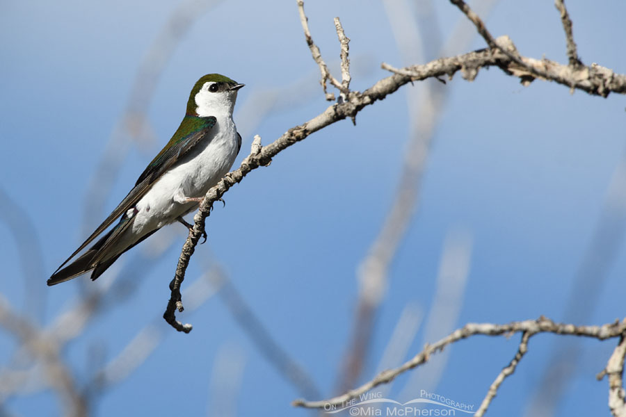 Male Violet-green Swallow in spring, West Desert, Tooele County, Utah