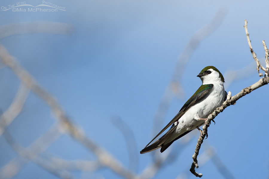 Spring male Violet-green Swallow, West Desert, Tooele County, Utah