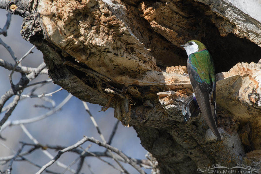 Adult male Violet-green Swallow at a nesting cavity, West Desert, Tooele County, Utah