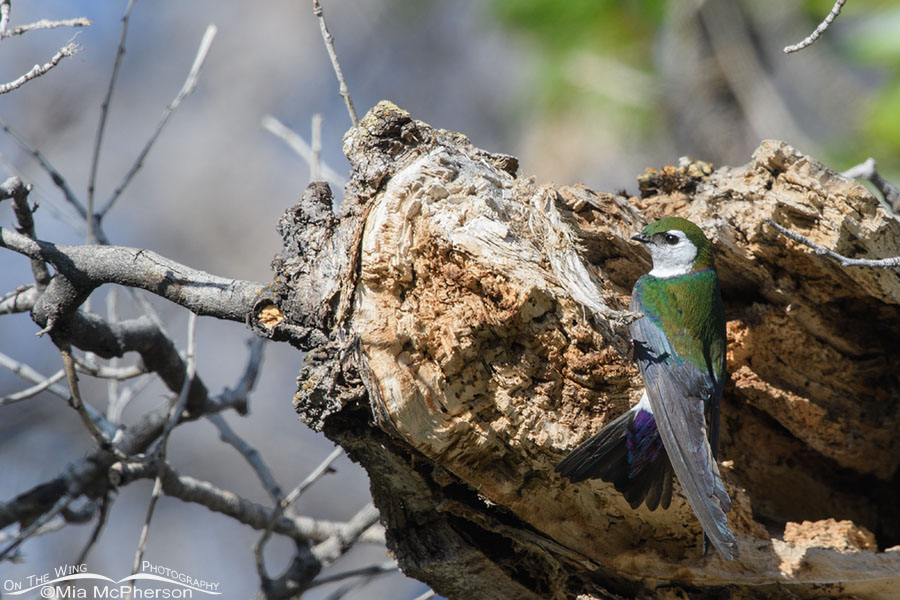 Male Violet-green Swallow clinging to a nesting cavity, West Desert, Tooele County, Utah