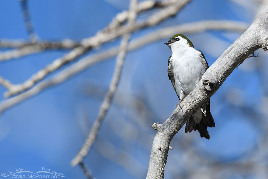 Male Violet-green Swallow perched on a dead branch, West Desert, Tooele County, Utah