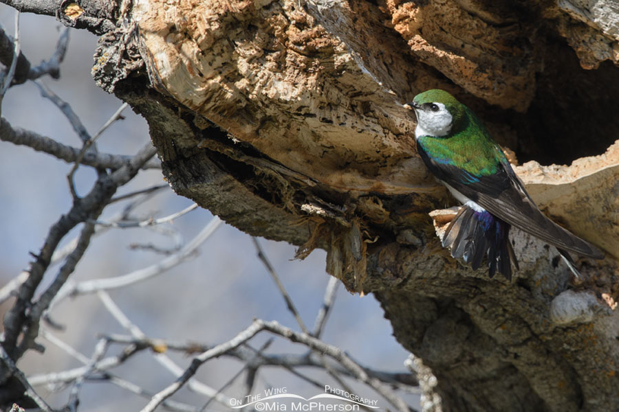 Male Violet-green Swallow guarding a nesting cavity, West Desert, Tooele County, Utah