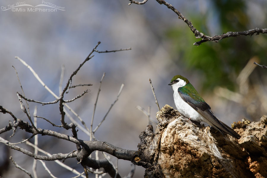 Violet-green Swallow in a forest, West Desert, Tooele County, Utah