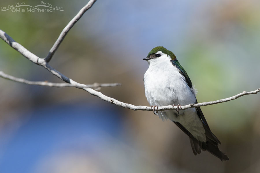 Adult male Violet-green Swallow perched on a thin branch, West Desert, Tooele County, Utah