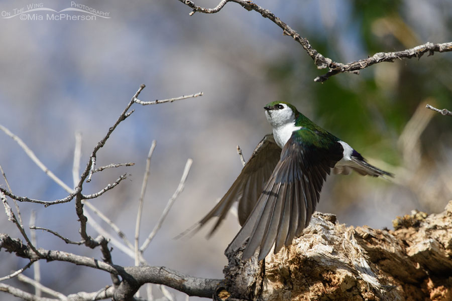 Male Violet-green Swallow taking flight, West Desert, Tooele County, Utah