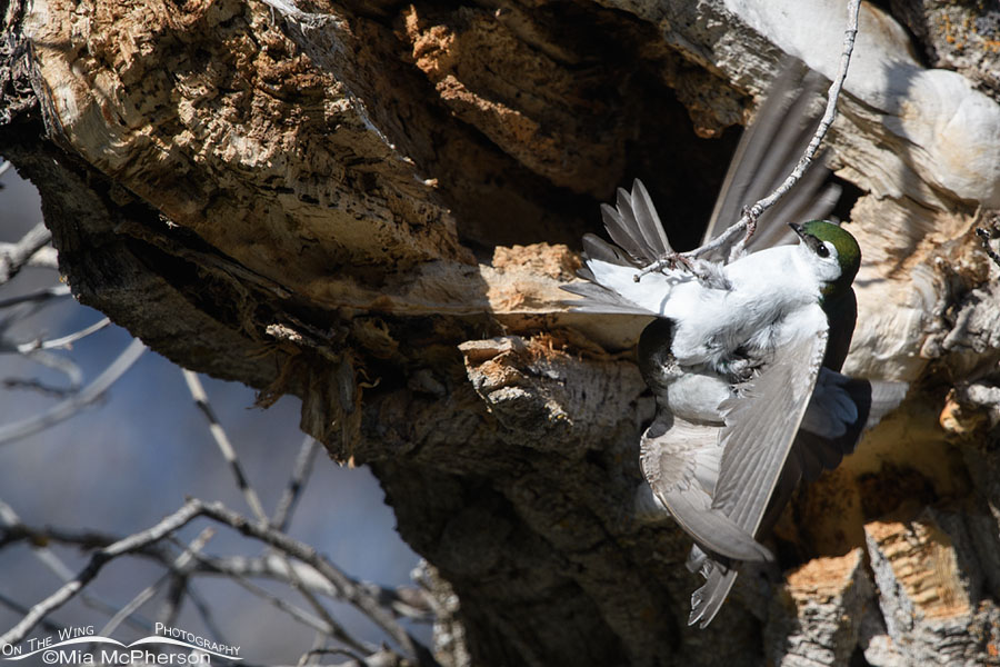 Violet-green Swallows tussling at a nesting cavity, West Desert, Tooele County, Utah