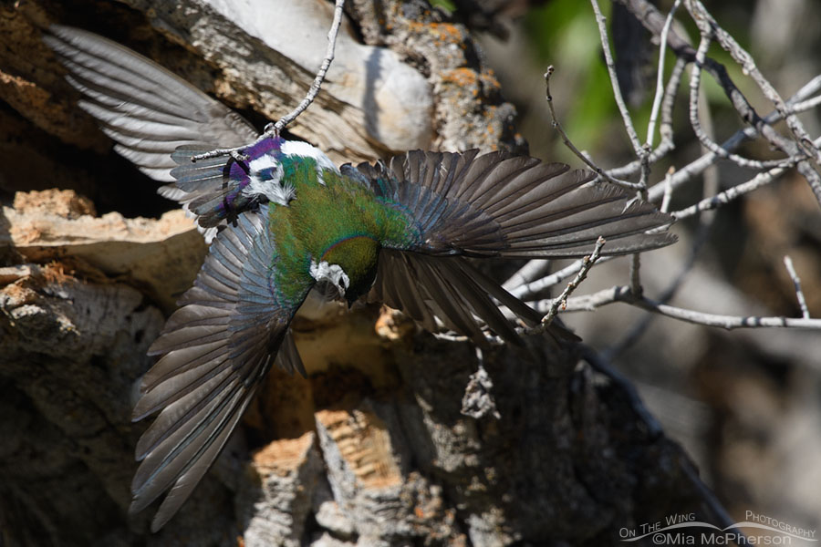 Fighting Violet-green Swallow adults, West Desert, Tooele County, Utah