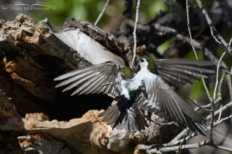 Violet-green Swallow adults near a nesting cavity, West Desert, Tooele County, Utah