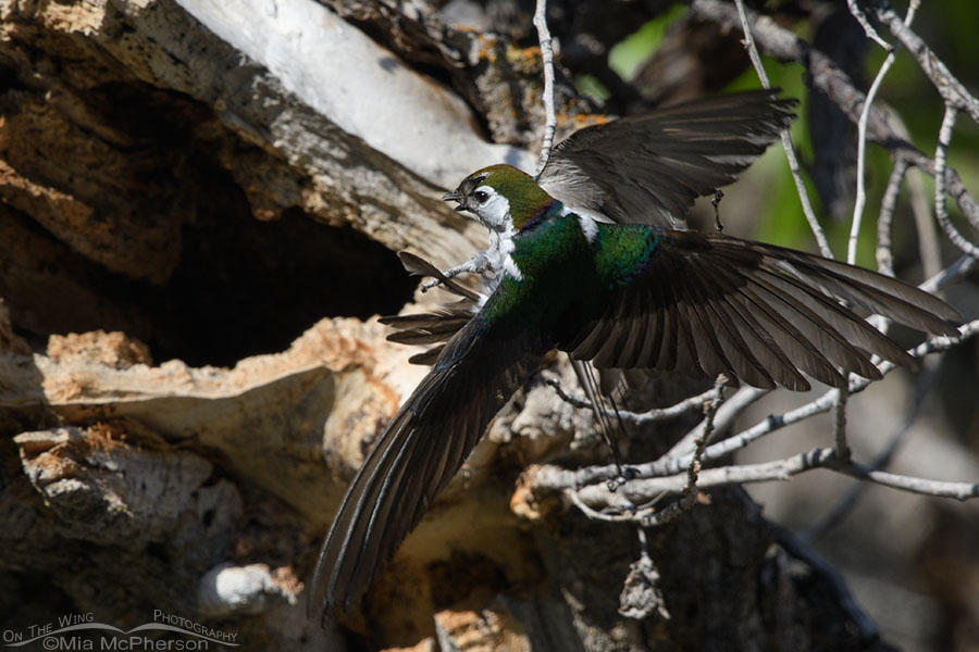 Two intertwined Violet-green Swallows, West Desert, Tooele County, Utah