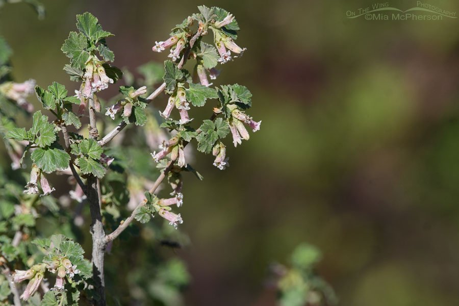 Spring Wax Currant in bloom, West Desert, Tooele County, Utah