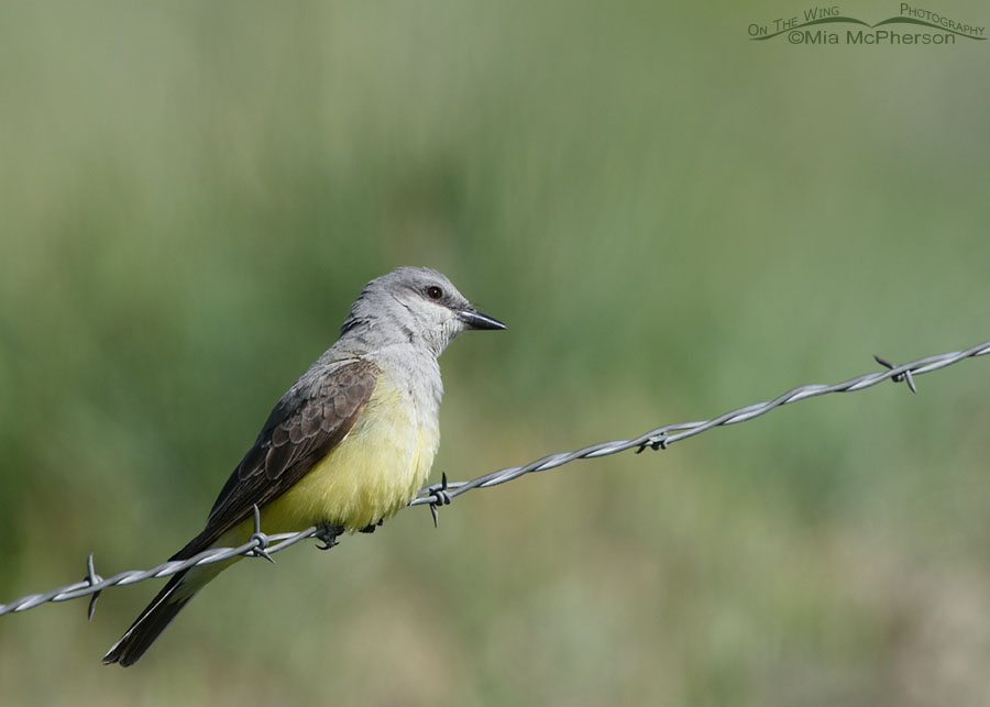 Western Kingbird in the mountains of the West Desert, Tooele County, Utah