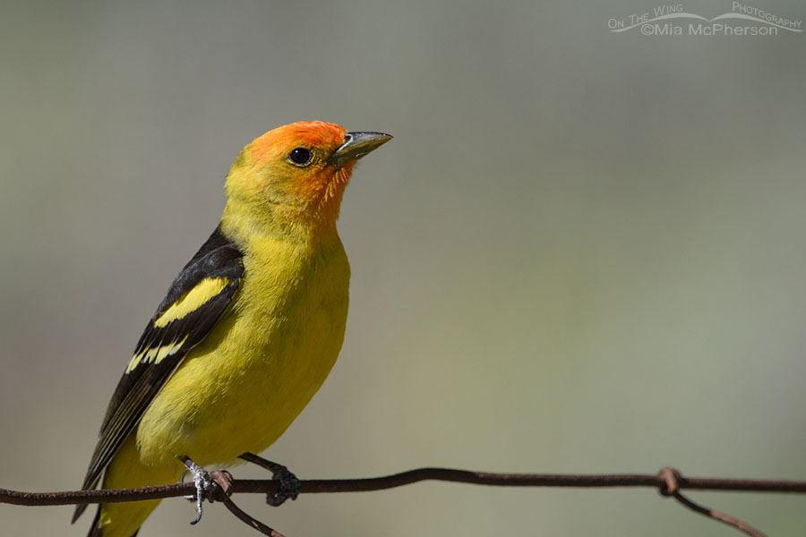 Male Western Tanager close up, West Desert, Tooele County, Utah