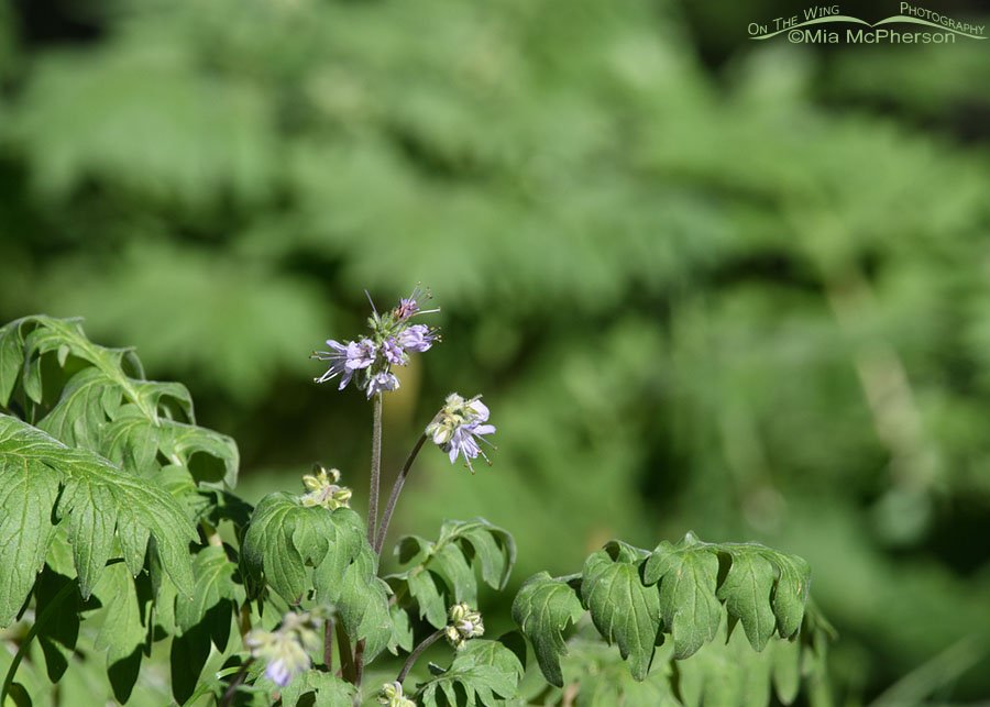 Blooming Western Waterleaf, West Desert, Tooele County, Utah
