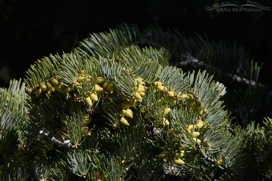 White Fir and spring cones, West Desert, Tooele County, Utah