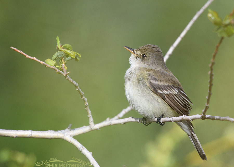 Resting adult Willow Flycatcher, Wasatch Mountains, Summit County, Utah