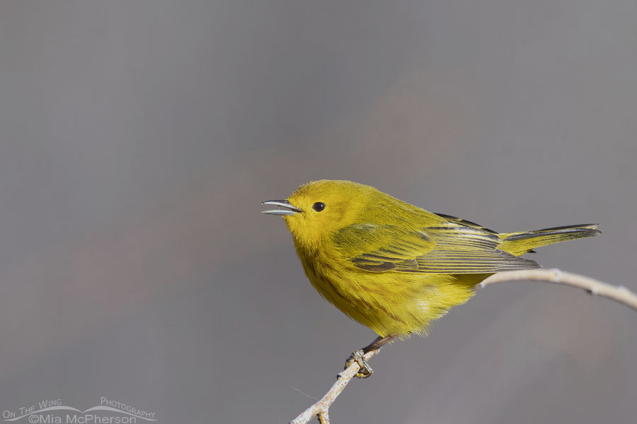 Singing male Yellow Warbler in spring, Wasatch Mountains, Summit County, Utah