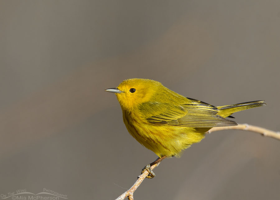 Spring adult male Yellow Warbler, Wasatch Mountains, Summit County, Utah