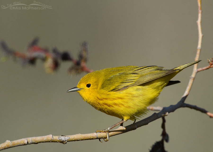 Adult male Yellow Warbler perched on a willow branch, Wasatch Mountains, Summit County, Utah