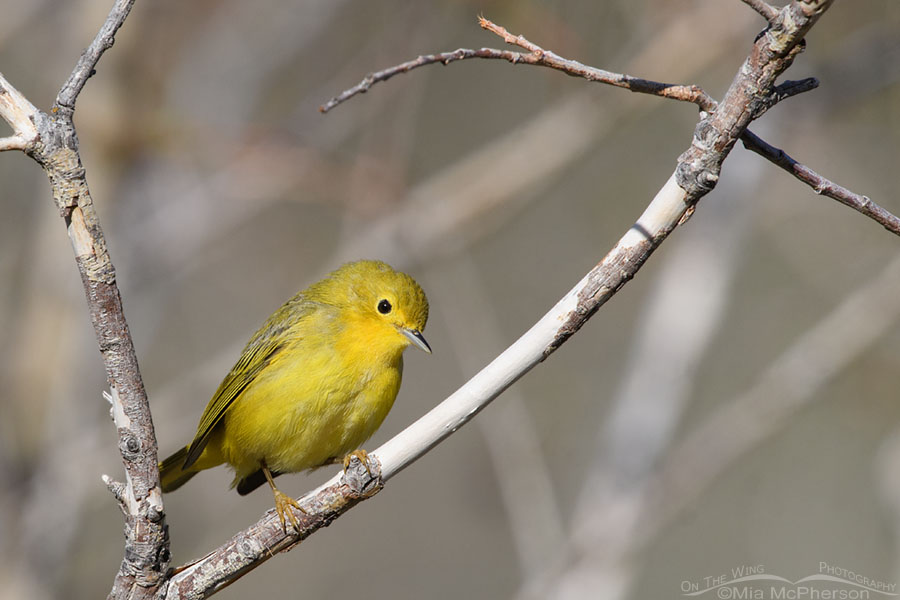 Female Yellow Warbler perched on the fork of two branches, Wasatch Mountains, Summit County, Utah