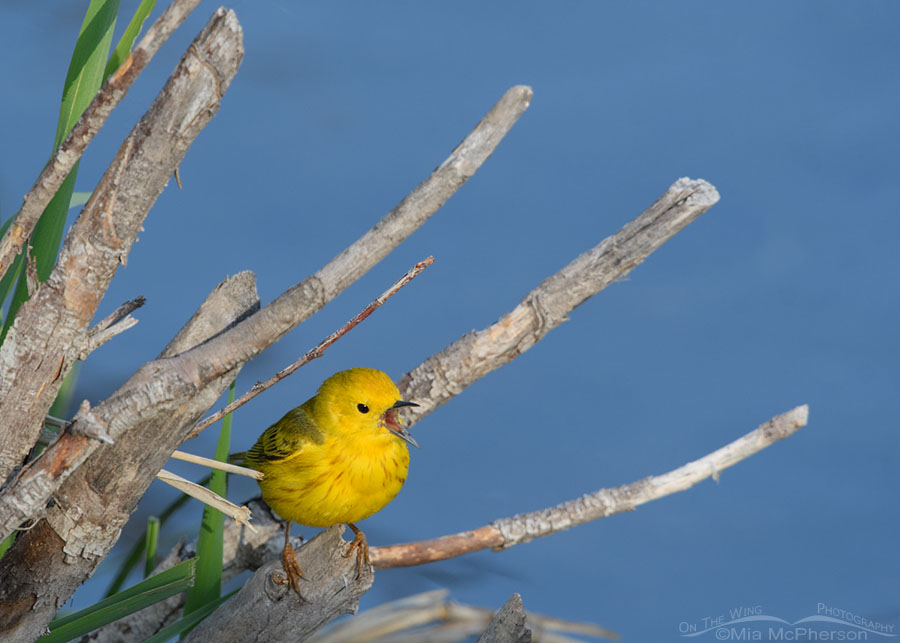 Creekside Yellow Warbler male singing, Wasatch Mountains, Summit County, Utah