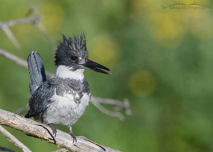 Belted Kingfisher male in front of yellow wildflowers, Wasatch Mountains, Summit County, Utah