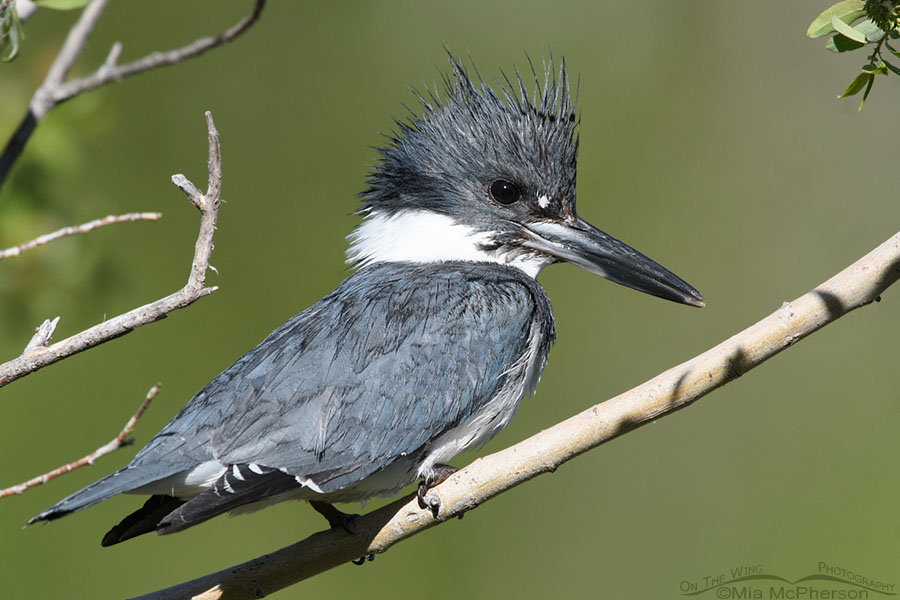 Male Belted Kingfisher perched on a favorite branch, Wasatch Mountains, Summit County, Utah
