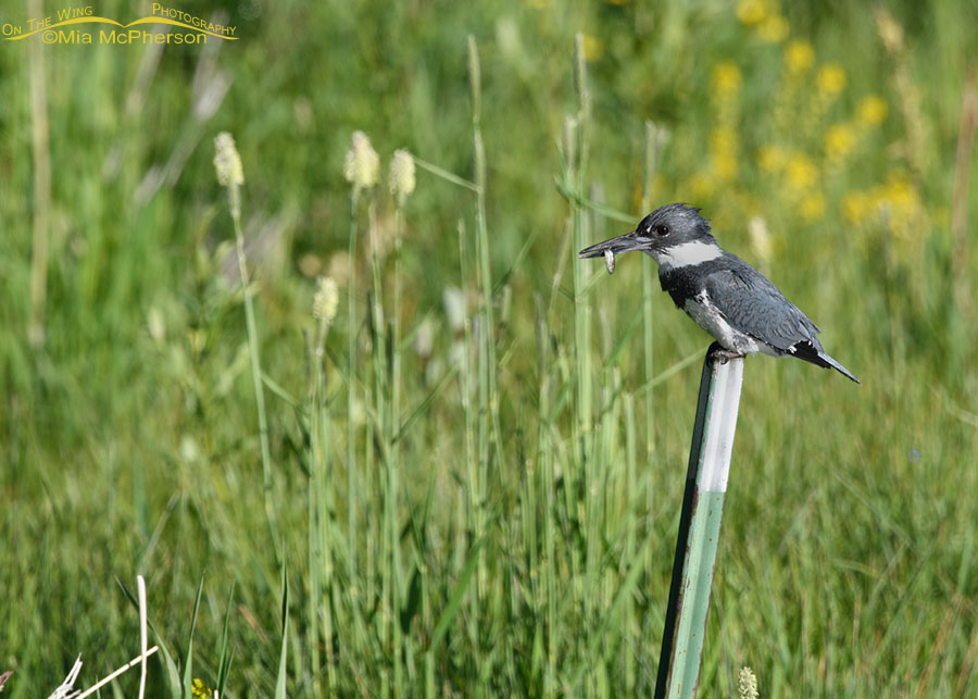 Male Belted Kingfisher with prey for his chicks? Wasatch Mountains, Summit County, Utah