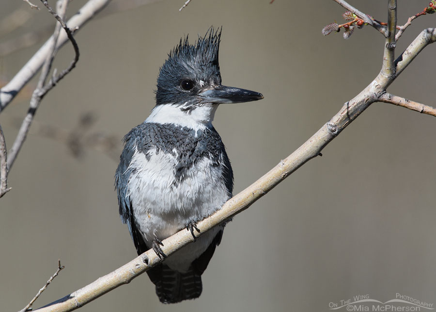 Spring male Belted Kingfisher on a favored perch, Wasatch Mountains, Summit County, Utah