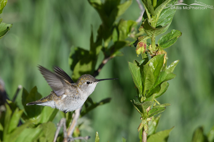 Female Black-chinned Hummingbird hovering by honeysuckle, Wasatch Mountains, Summit County, Utah