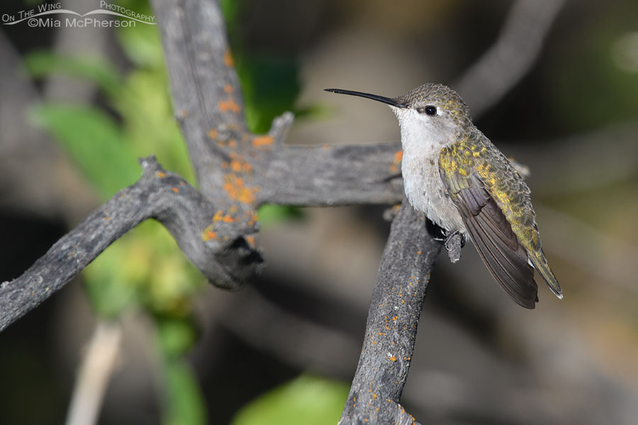 Female Black-chinned Hummingbird resting in willows, Wasatch Mountains, Summit County, Utah