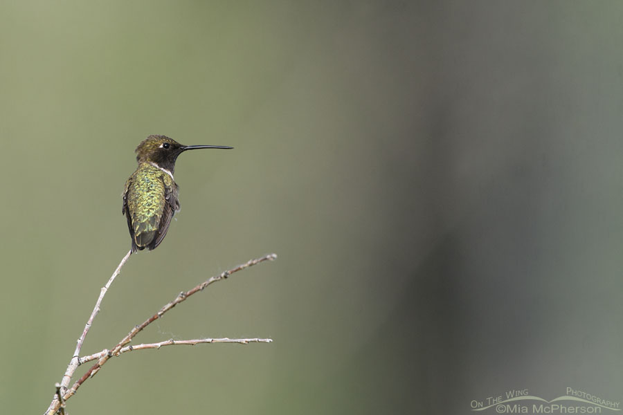 Male Black-chinned Hummingbird in the Wasatch Mountains, Summit County, Utah