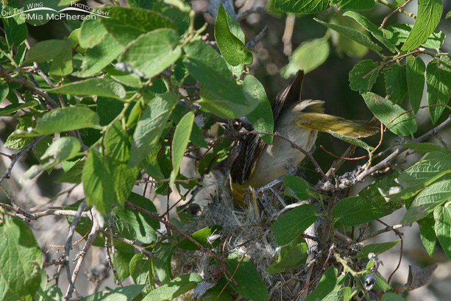 Female Bullock's Oriole entering her nest in a Netleaf Hackberry, Box Elder County, Utah