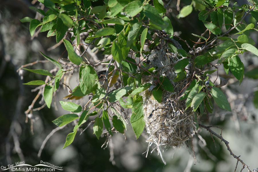 Bullock's Oriole nest in a Netleaf Hackberry, Box Elder County, Utah