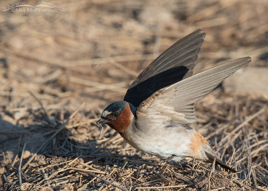 Cliff Swallow adult gathering nesting material, Wasatch Mountains, Summit County, Utah