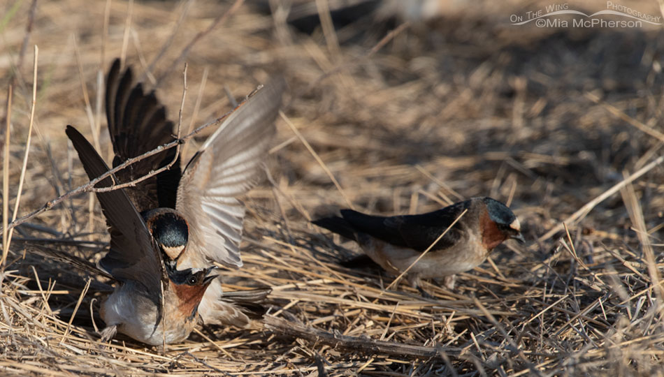 Cliff Swallows fighting on the ground, Wasatch Mountains, Summit County, Utah