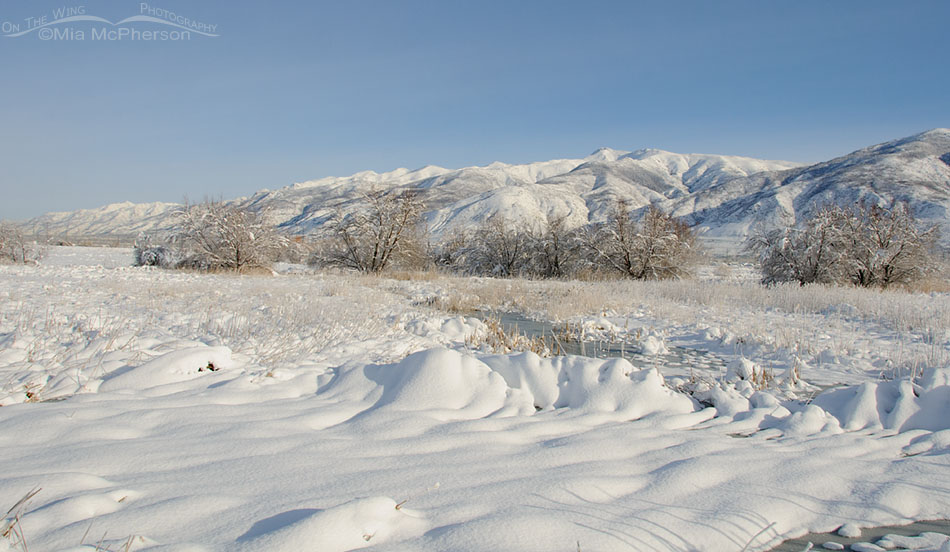 Farmington Bay WMA wetlands in winter, Farmington Bay WMA, Davis County, Utah