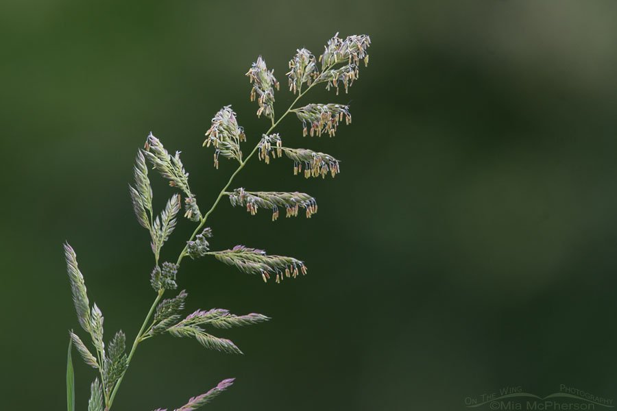 Grass going to seed in Morgan County, Utah