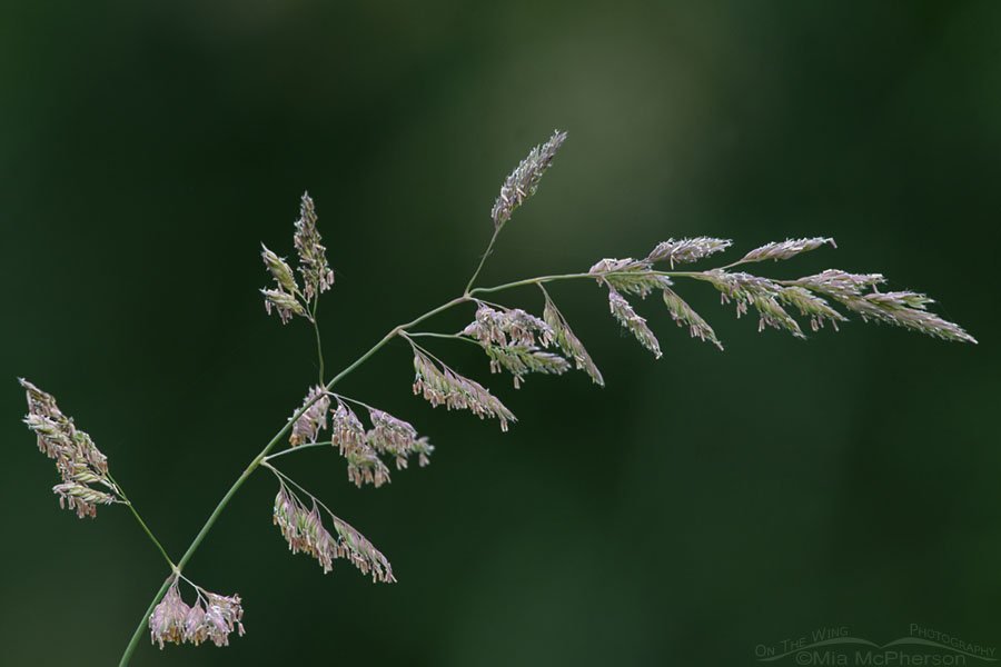 Creekside grasses going to seed, Wasatch Mountains, Morgan County, Utah