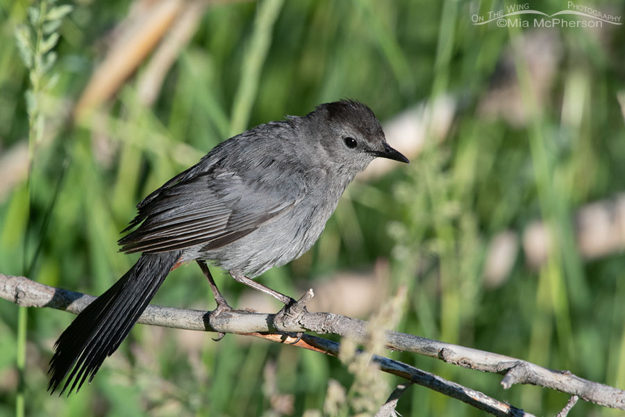 Summer Gray Catbird perched on a stick, Wasatch Mountains, Summit County, Utah