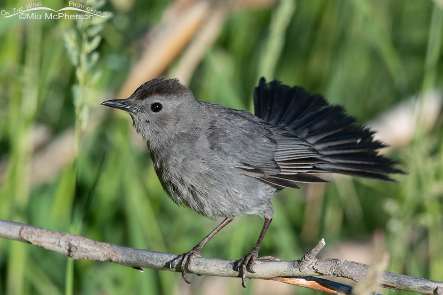 Excited Gray Catbird flashing its tail, Wasatch Mountains, Summit County, Utah