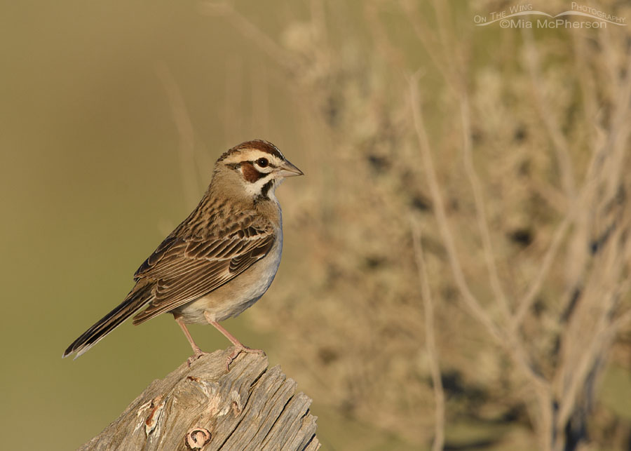 Lark Sparrow adult in golden light, West Desert, Tooele County, Utah
