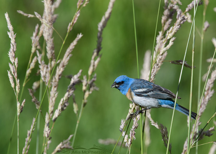 Adult male Lazuli Bunting eating grass seeds, Wasatch Mountains, Summit County, Utah