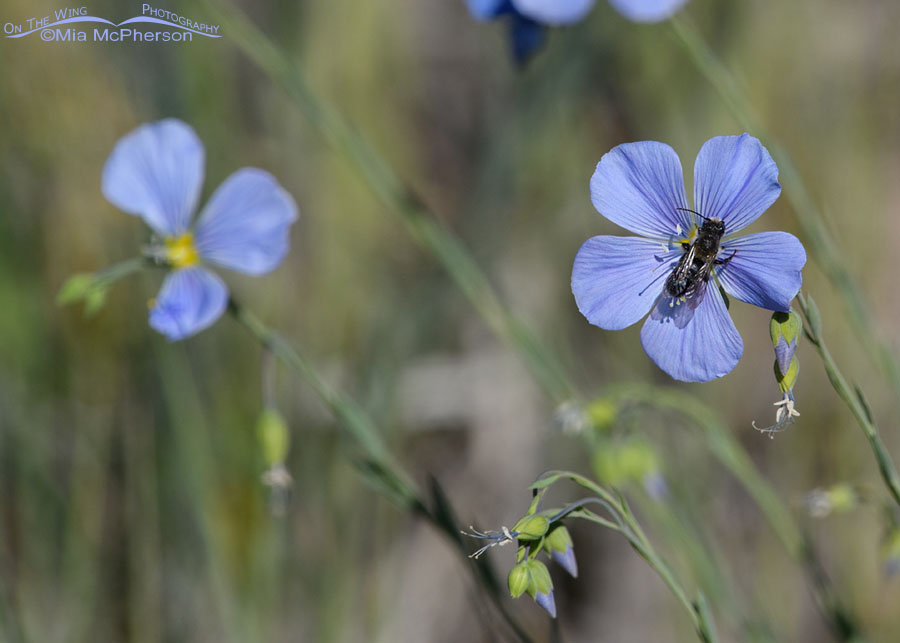 Blooming Lewis's Flax with a bee, West Desert, Tooele County, Utah