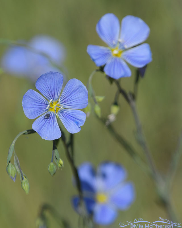 Blooming Lewis's Flax with a tiny beetle, West Desert, Tooele County, Utah