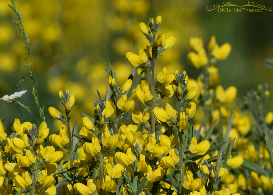 Close up of blooming Mountain Goldenbanner, Wasatch Mountains, Morgan County, Utah