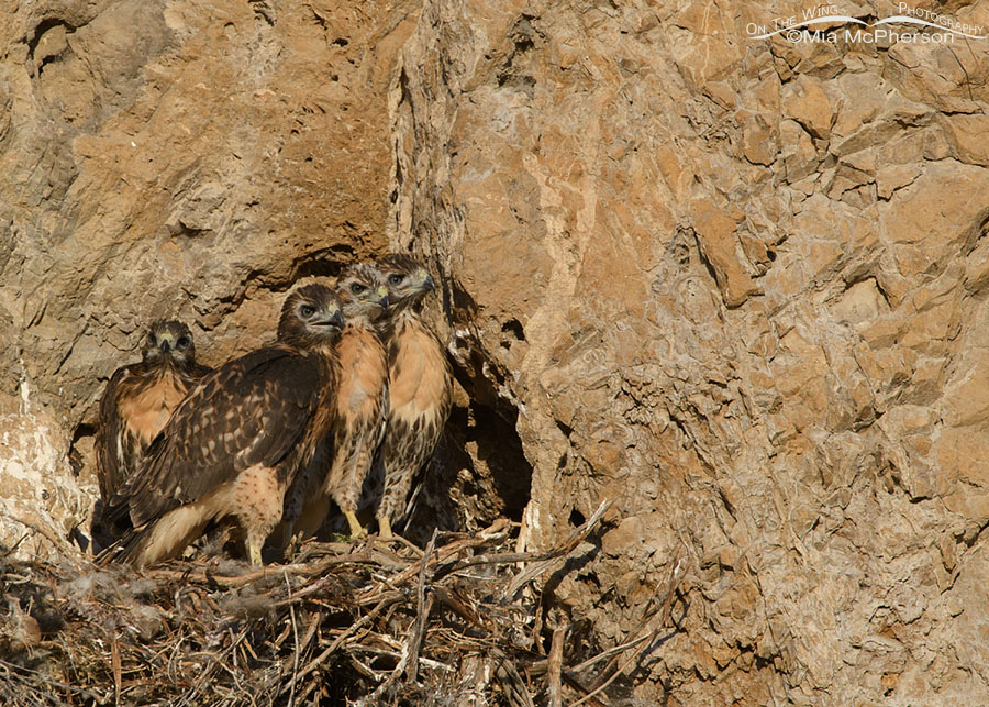 Four Red-tailed Hawk chicks in their nest on a desert cliff, Box Elder County, Utah