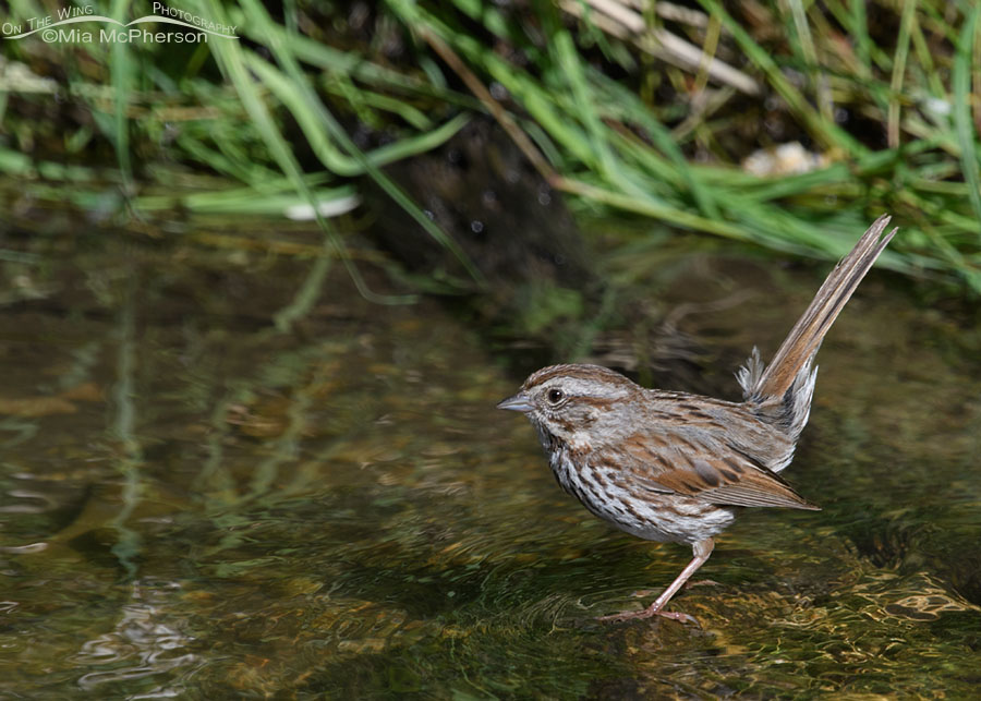 Adult Song Sparrow foraging in a shallow creek, Wasatch Mountains, Morgan County, Utah
